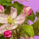 Apple Blossom Rotating Timelapse on Purple - VideoHive Item for Sale