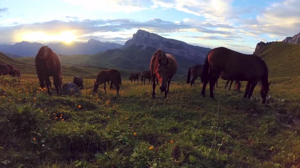 Wild horses graze on a mountain meadow at sunset.