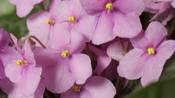 Beautiful Saintpaulia ionantha plant bud and leaves close-up 4K 2160p 30fps UltraHD slow tilt footag alt