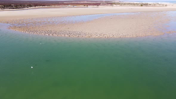 Drone flight over estuary as flock of Caspian Terns takes off sandbank alt