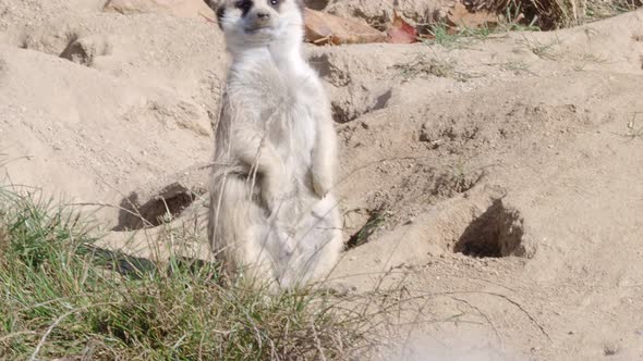 Suricata standing on a guard. Curious meerkat (Suricata suricatta).