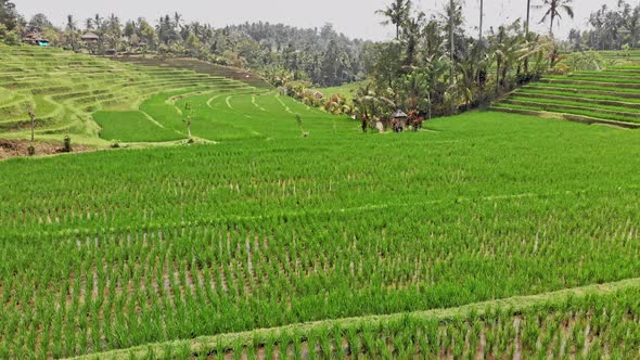Green Colored Rice Terraces alt