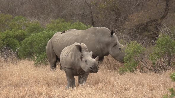 A Southern White Rhino and her calf grazing with Oxpecker birds picking ...