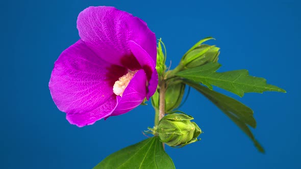 Pink Hibiscus Flower Blooming alt