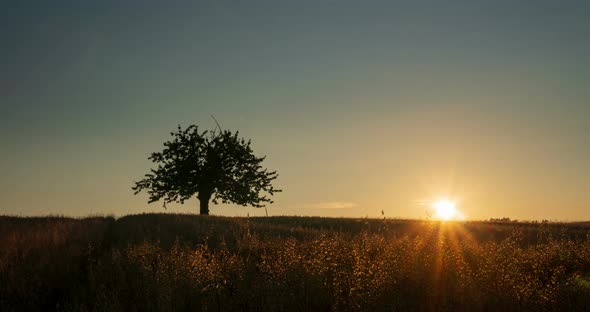 Summer sunset time lapse with old sweet cherry tree