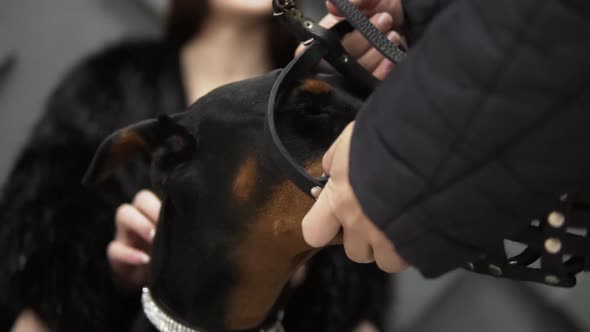 Closehand Woman Holding a Doberman alt