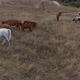 A Herd Of Horses Shot With A Drone In The Wild  - VideoHive Item for Sale