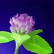 Clover bloom on a blue background. - VideoHive Item for Sale