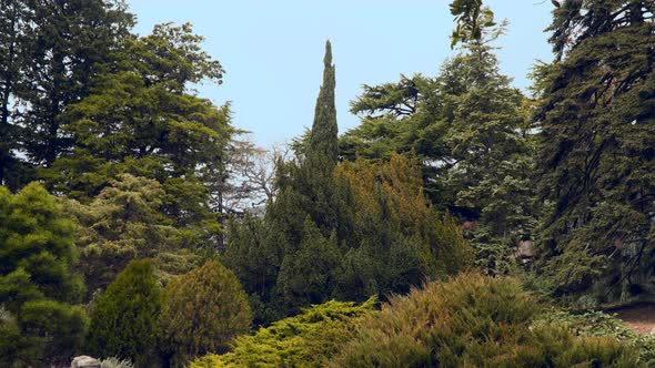 Coniferous Trees In the National Park
