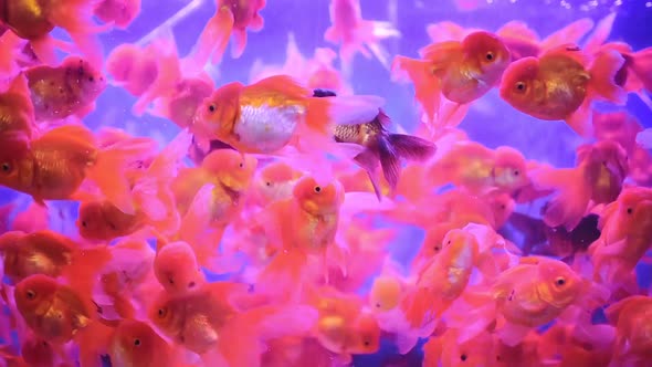 Beautiful, bright orange and black goldfish in a clear aquarium - close up alt
