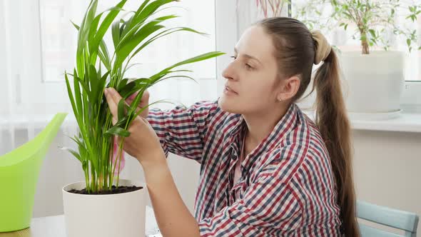 Young Woman Wiping Dust From Plant Leaves at Home After Transplanting It in Bigger Pot alt