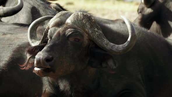 Close up shot of a resting African Cape Buffalo slowly chewing, surrounded by a herd. alt