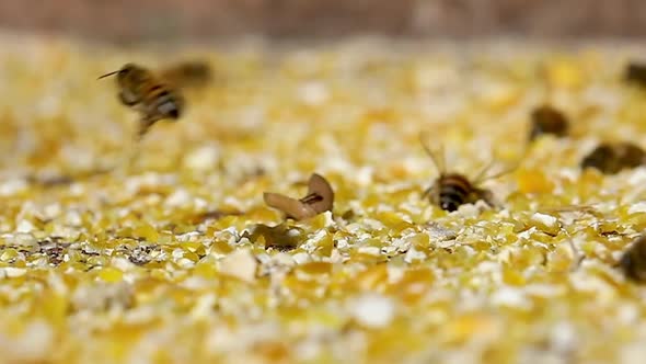 European bee collecting corn dust, due to few flowers the grain dust replaces the pollen alt