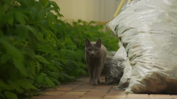 Grey Domestic Russian Blue Breed Cat Walking at Camera with a Hunting Look in the Yard alt