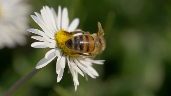 Honey Bee Daisy Close Up