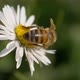 Honey Bee Daisy Close Up - VideoHive Item for Sale