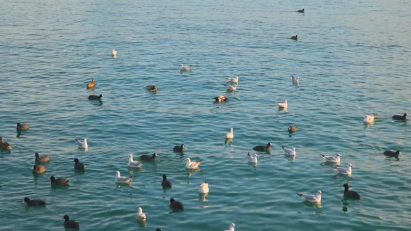 Ducks and Gulls Swimming in the Sea