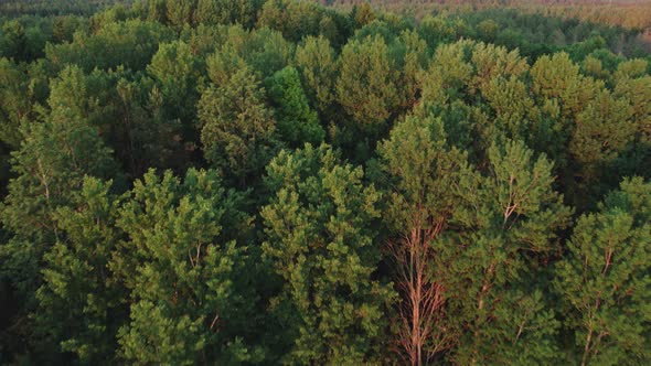 Agricultural Car Driving Along a Narrow Rural Road Among Green Fields of Farmland alt