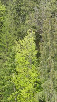 Aerial View of Trees in the Forest alt