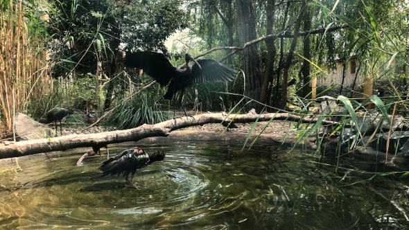 Plegadis falcinellus in the zoo. alt