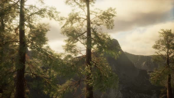 Misty Forest on the Mountain Slope alt