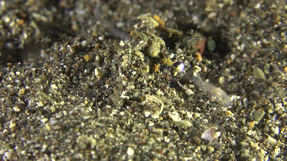 Bobtail squid buried in sand shoveling sand over it's body for perfect camouflage alt
