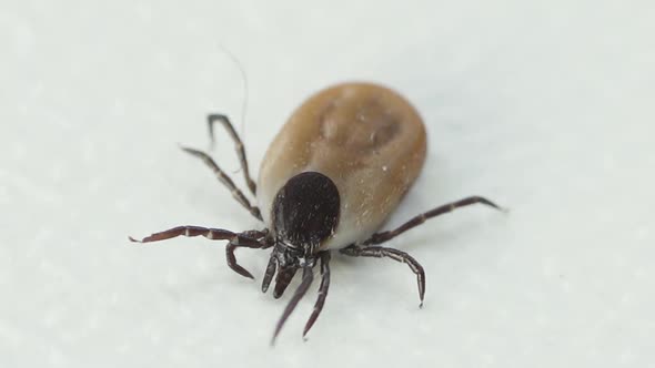 Tick Macro. Bloated parasite Dangerous insect mite. Zoom out