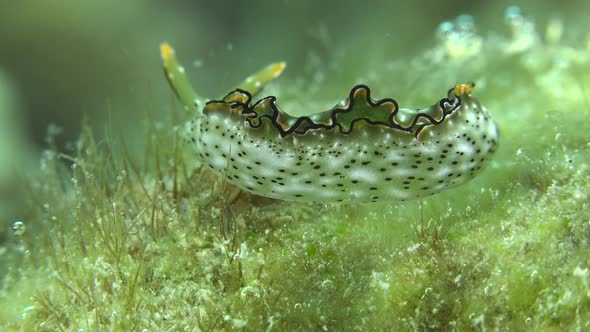 Nudibranch (Elysia marginata) crawling over sea grass passing close in front of the camera alt