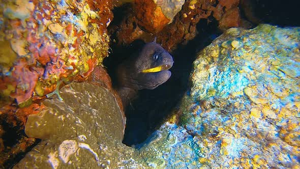 Underwater Tropical Yellow Mouth Moray alt
