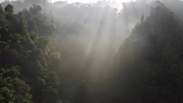 Ungraded Beautiful Aerial Clip of A Foggy Forest with Rays of Morning Sunlight Shining Through