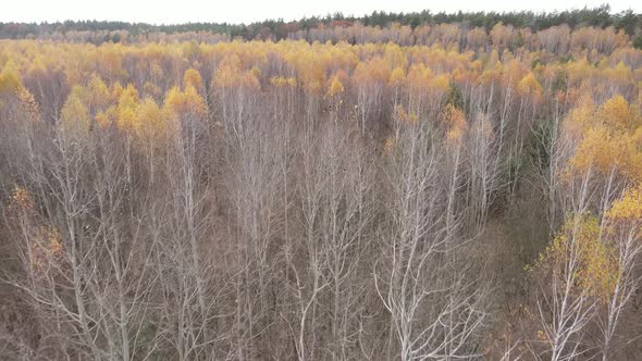 Trees in the Autumn Forest in the Afternoon alt