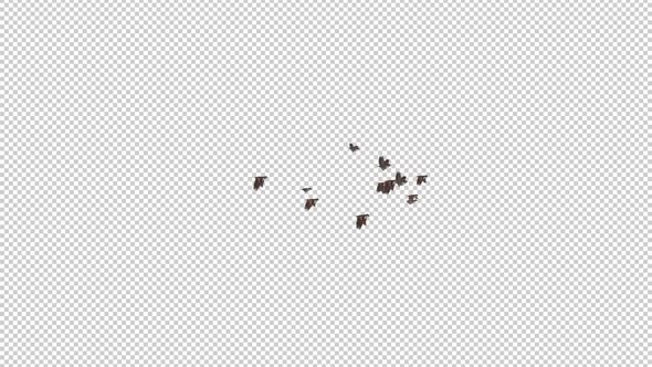 Sparrow Birds - Flock of 13 Flying Over Screen - Side View LS - Transparent Transition