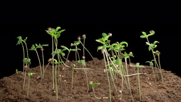 Time Lapse of Growth Marijuana Plant