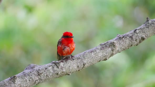Male vermilion flycatcher, pyrocephalus rubinus perching on a tree branch against green forest envir alt