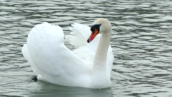 White Swan Swims on a Winter Lake