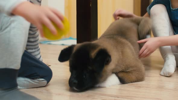 Sister and brother playing with puppy