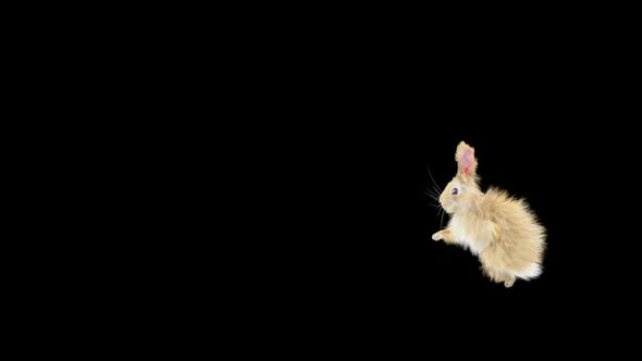 59 Rabbit Front Flip HD alt