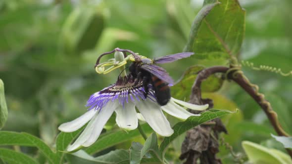 Close up of a bumblebee flying over a blue crown passion flower to collect nectar. Slow motion. alt