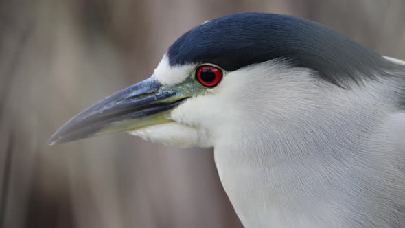 Macro shot of Black-crowned Night Heron with red eyes resting in nature - 4K alt