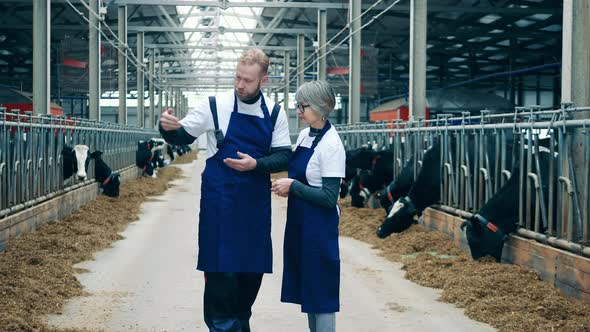 Two Farm Specialists are Talking to Each Other in the Cow Farm alt