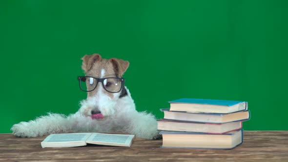 Fox Terrier with Glasses Reading Books Green Screen alt