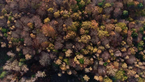 Autumn Treetops Aerial