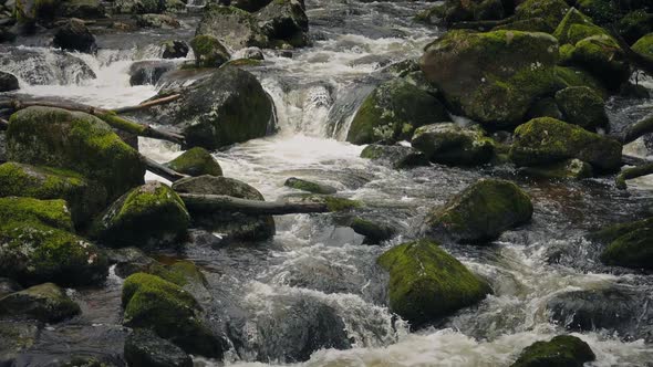 Following Wild Forest River Top To Bottom alt