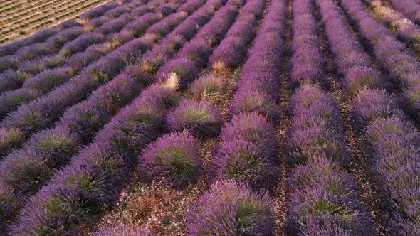Drone View Over Valensole Provence, France alt