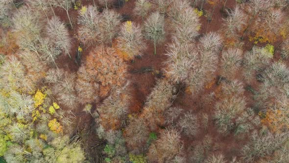 Flying Over Small Lake And Autumn Forest, Drone Stock Footage
