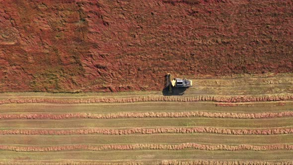 Combine Harvester Harvesting Cereal Grain Buckwheat In Rural Field Aerial View alt