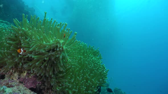Clown fishes swimming in an open green sea anemones. Wide angle shot with blue ocean and shoal of sa alt