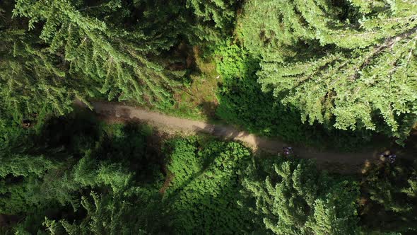 Aerial Forest Runners 4K