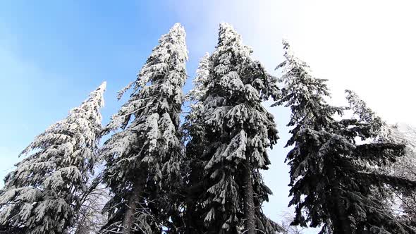 Winter Trees Under Snow alt