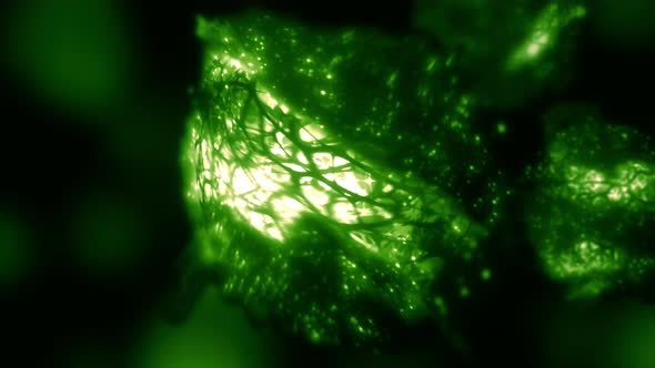 Macroscopic Energy Solar-to-Fuel Green Cyanobacterium Cell Loop Background
